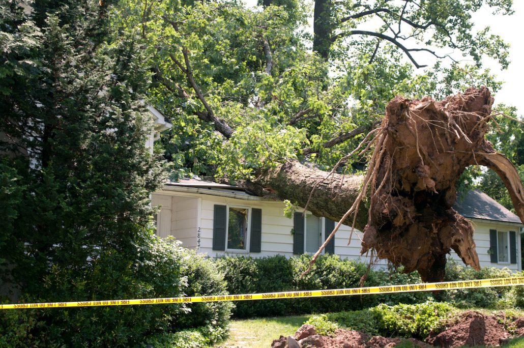 does-homeowners-insurance-cover-tree-damage-einsurance