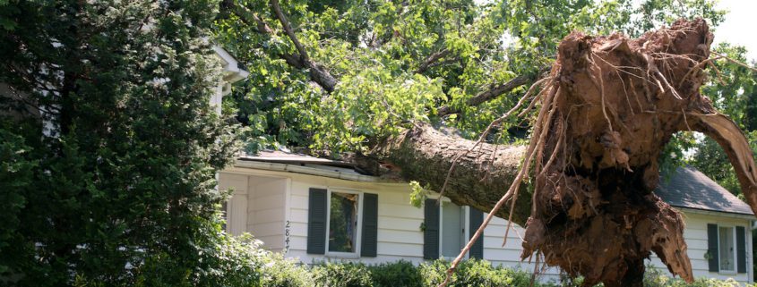 homeowners insurance and tree damage