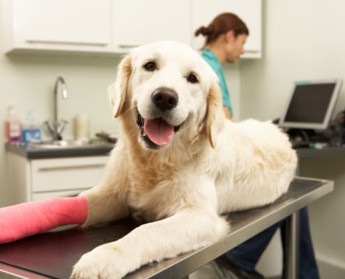 how does pet insurance work