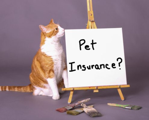 how to buy pet insurance with no waiting period