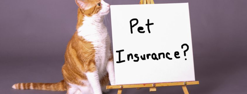 how to buy pet insurance with no waiting period