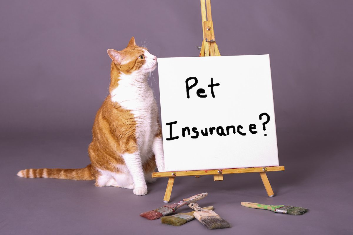 how to buy pet insurance with no waiting period