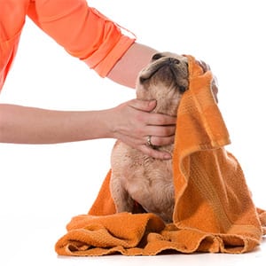 insurance for pet groomers