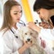 two vets checking a dogs ears